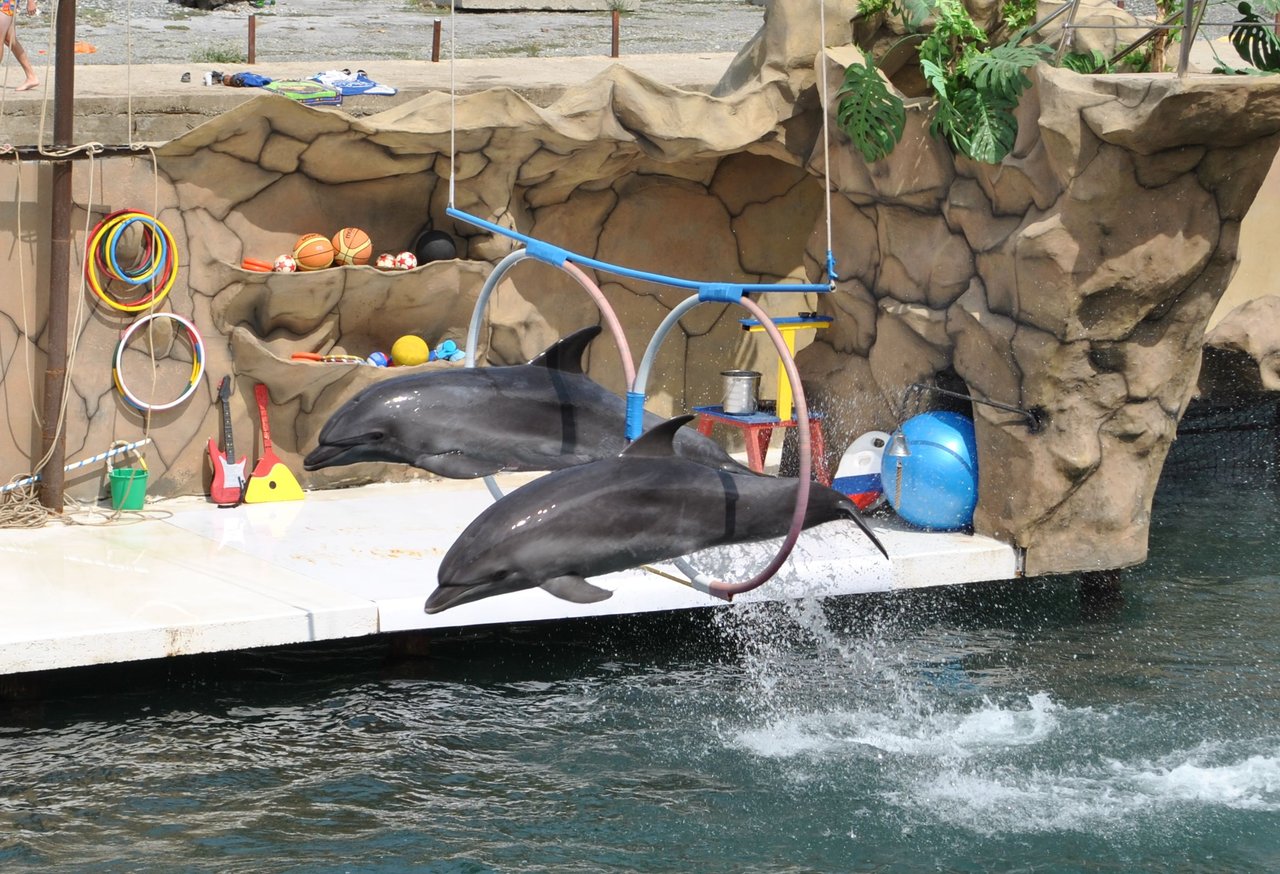 Дельфинарий недалеко от Джемете